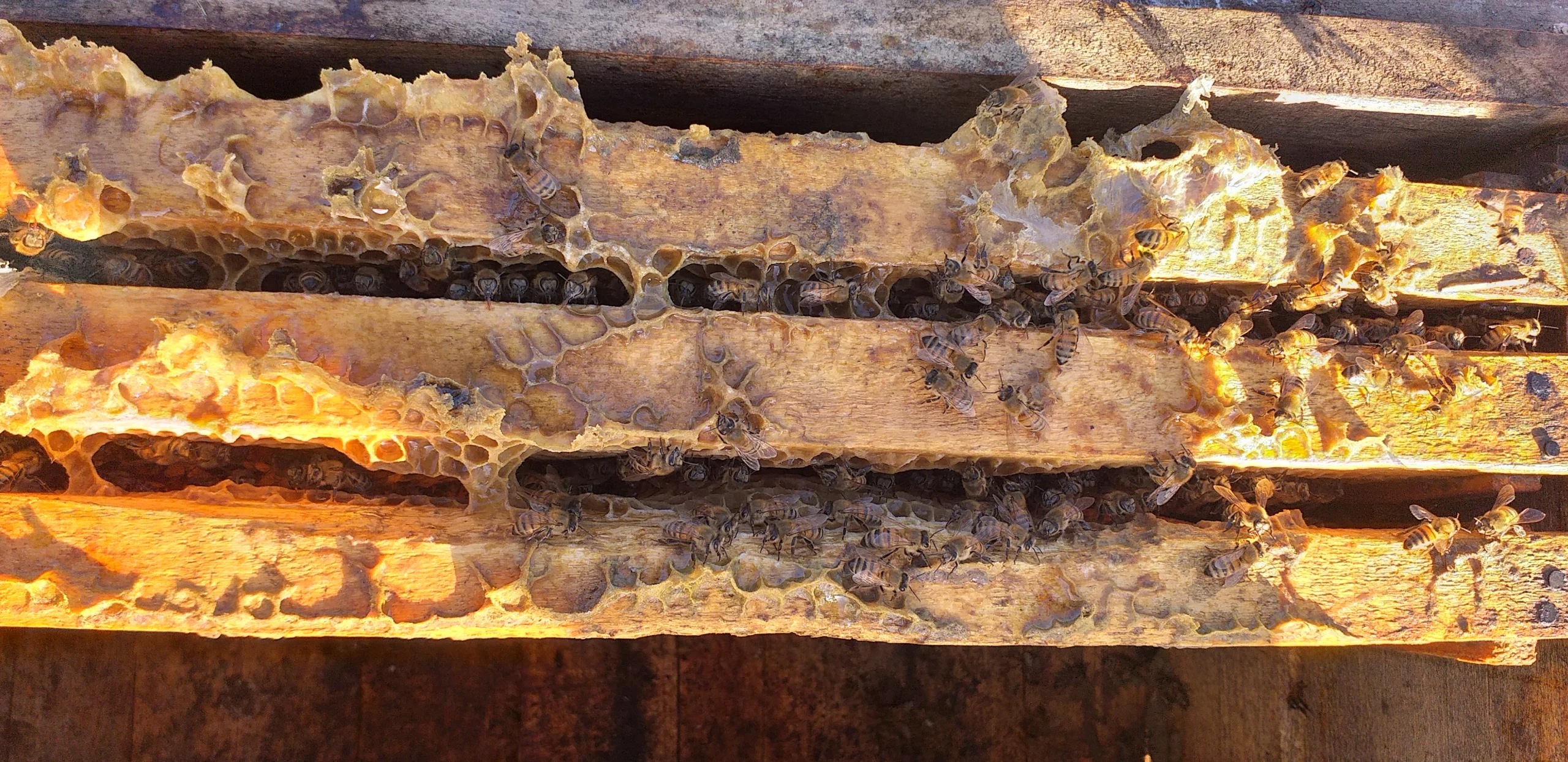 قیمت بره موم