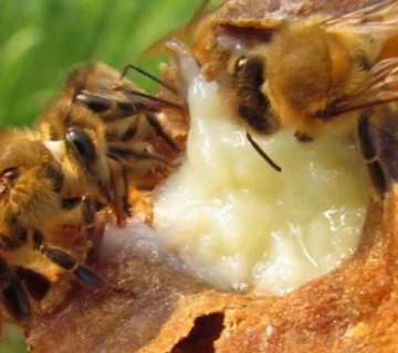 عسل ژل رویال