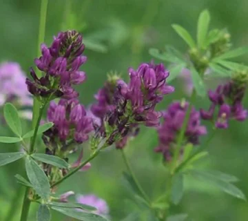 عسل طبیعی یونجه