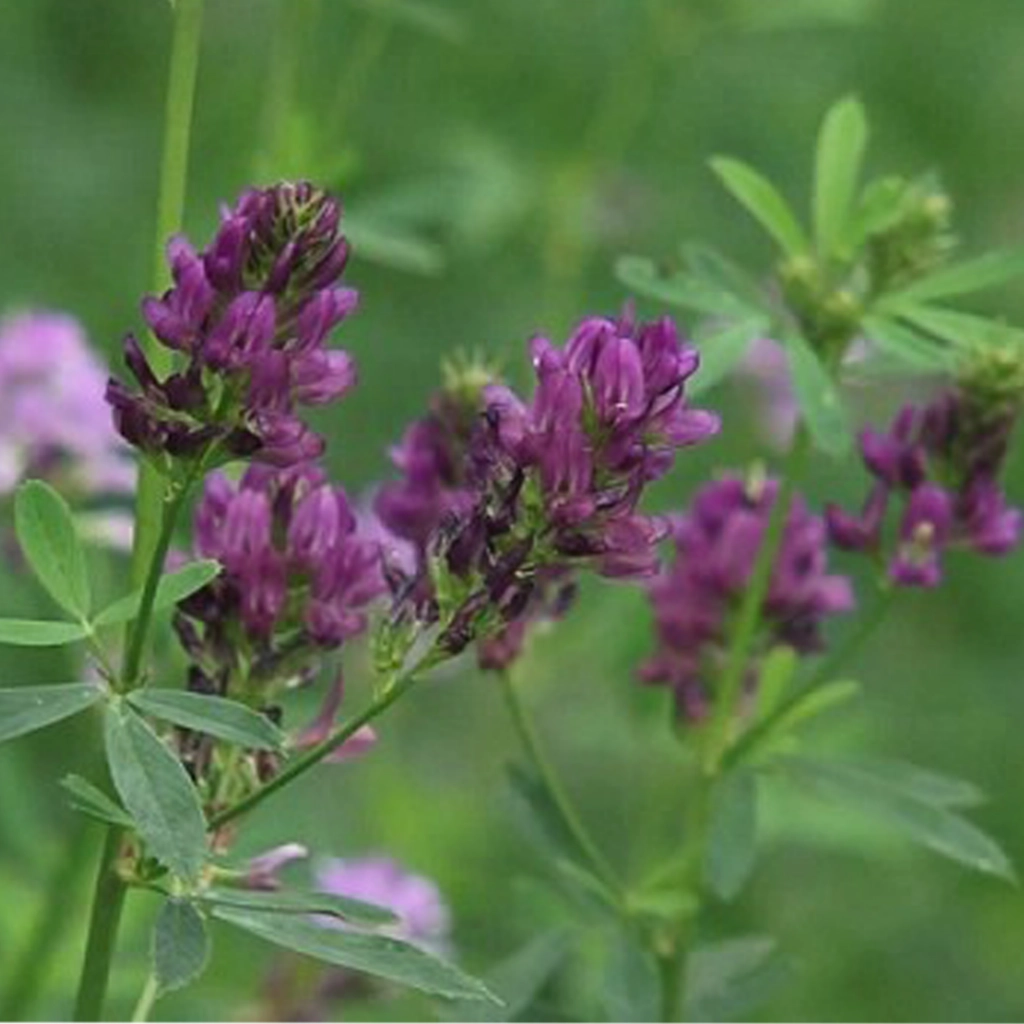 عسل طبیعی یونجه