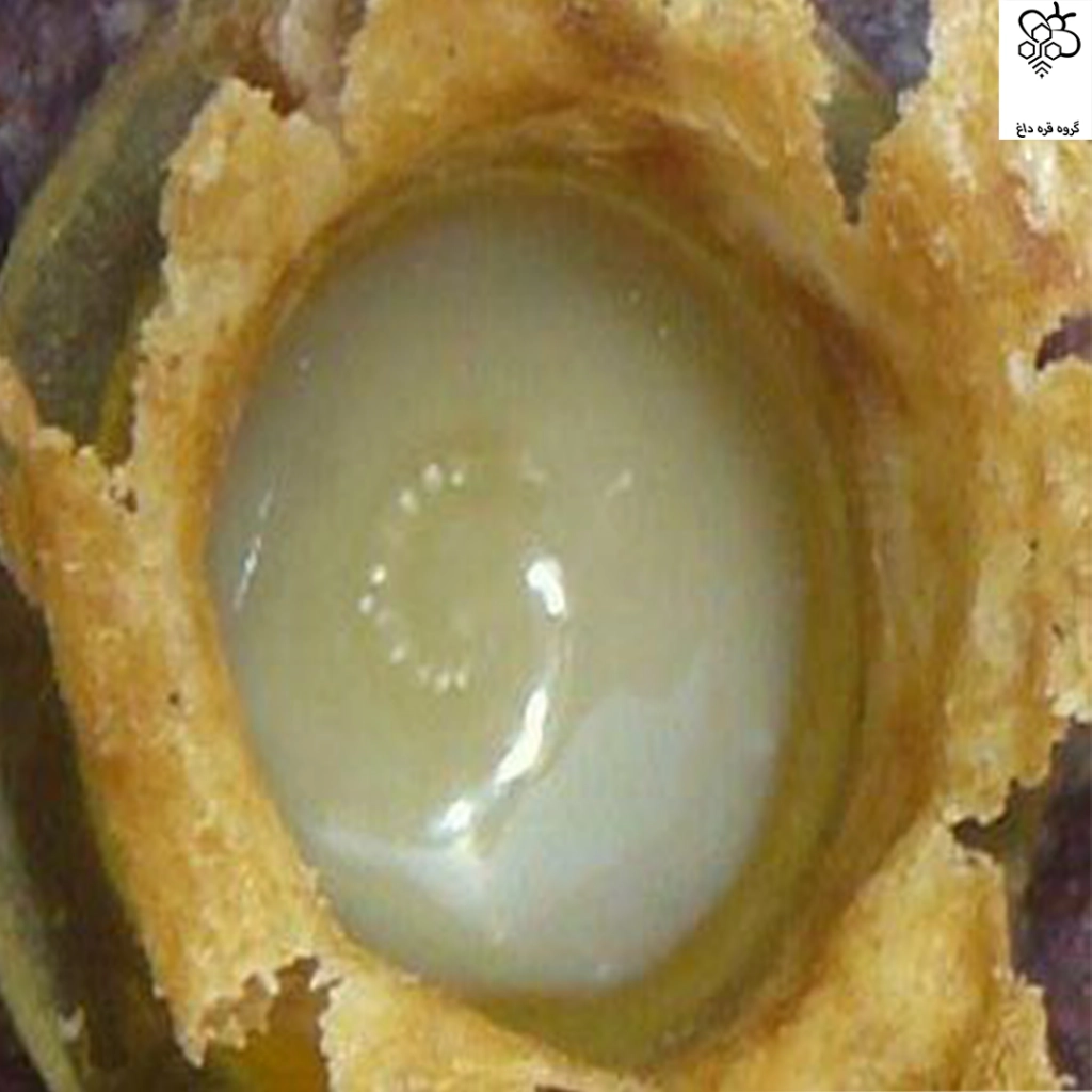 خرید ژل رویال