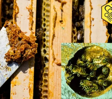 فروش بره موم دارویی