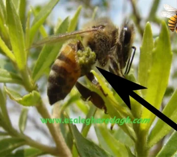 تهیه بره موم خالص یشمی