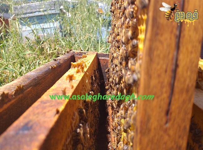 خرید عسل گیاهان دارویی