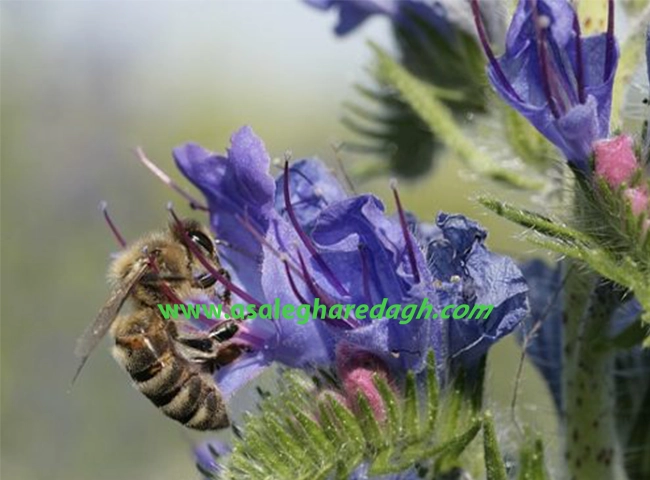 خرید عسل گیاهان دارویی