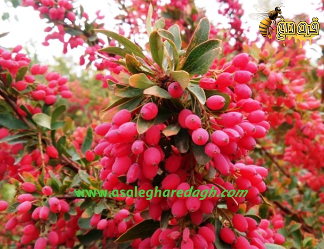 فروش عسل زرشک