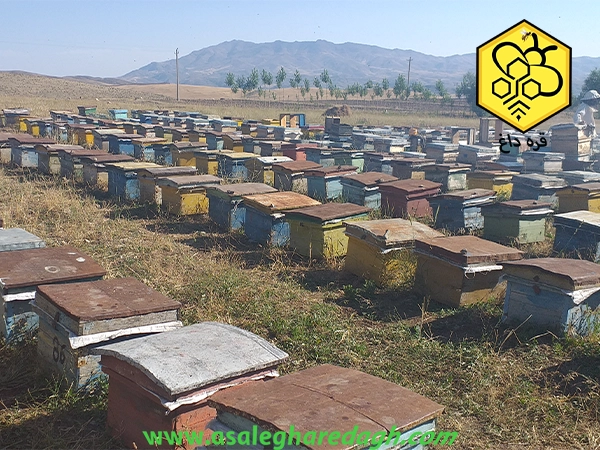 قیمت عسل طبیعی