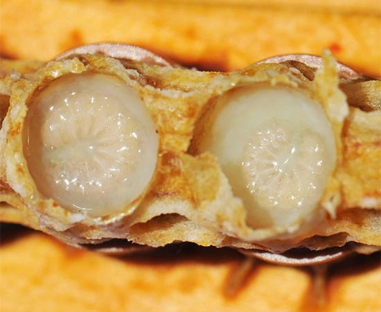 خرید ژل رویال عمده