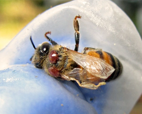 داروی ضد کنه واروآ