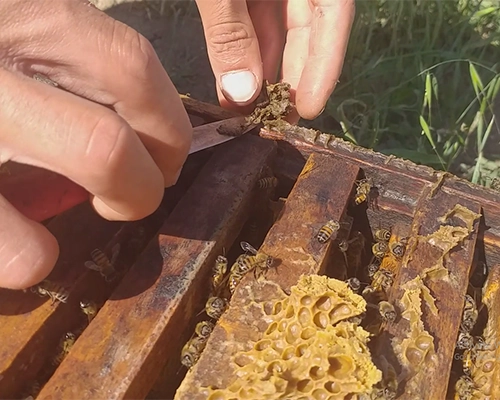 فروش بره موم عمده