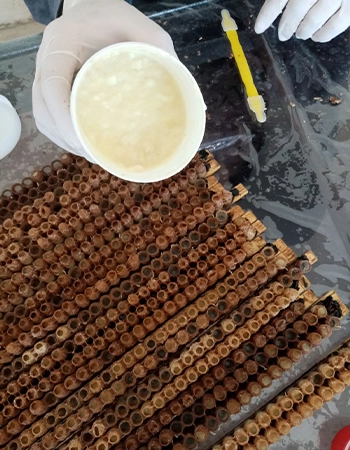 عرضه ژل رویال