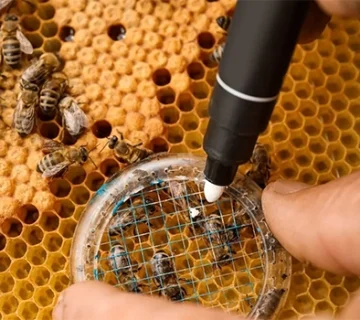 ماژیک زنبورداری