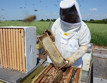 پخش عسل شکری