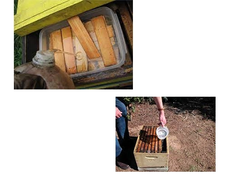 پخش عسل شکری