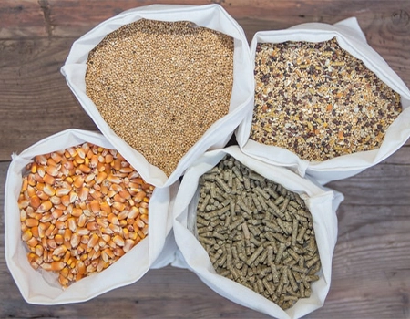 دان مرغ عمده 