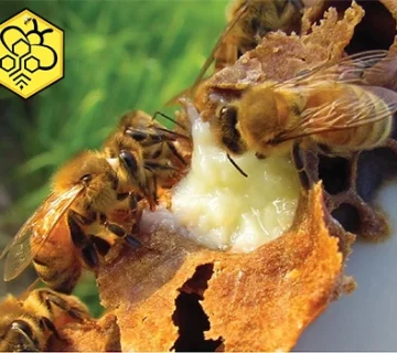 صادرات ژل رویال