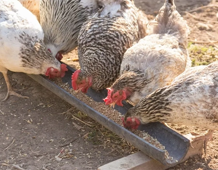 دان مرغ عمده 