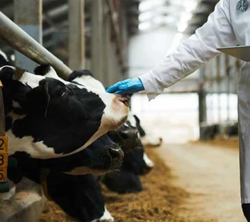 دارو تقویتی دام