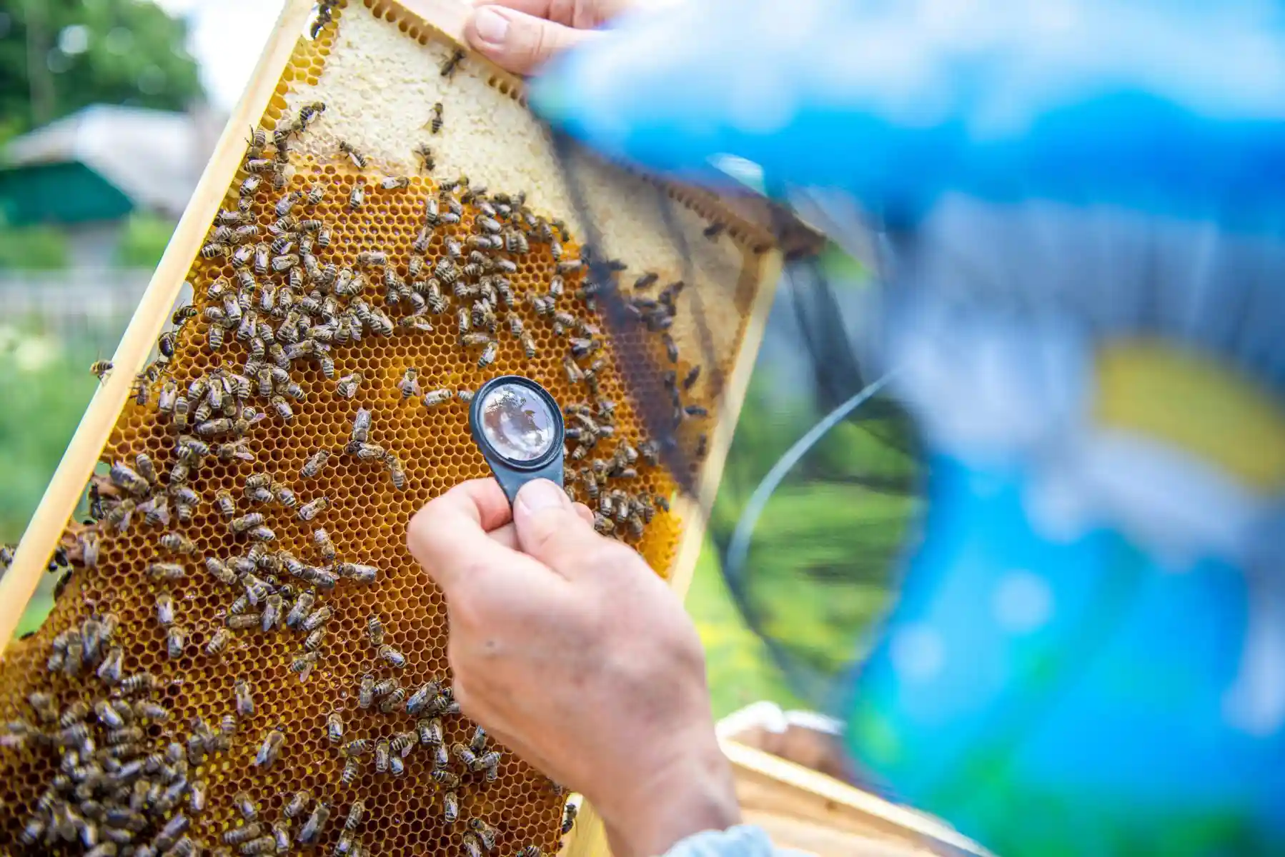 کنهکش زنبور بدون آسیب