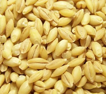 جو پوست‌کنده