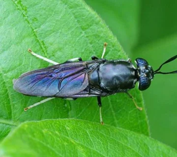 خرید سم مگس
