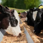 بهترین خوراک دام