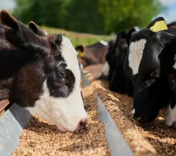 بهترین خوراک دام