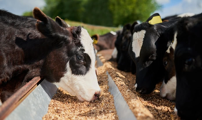 بهترین خوراک دام